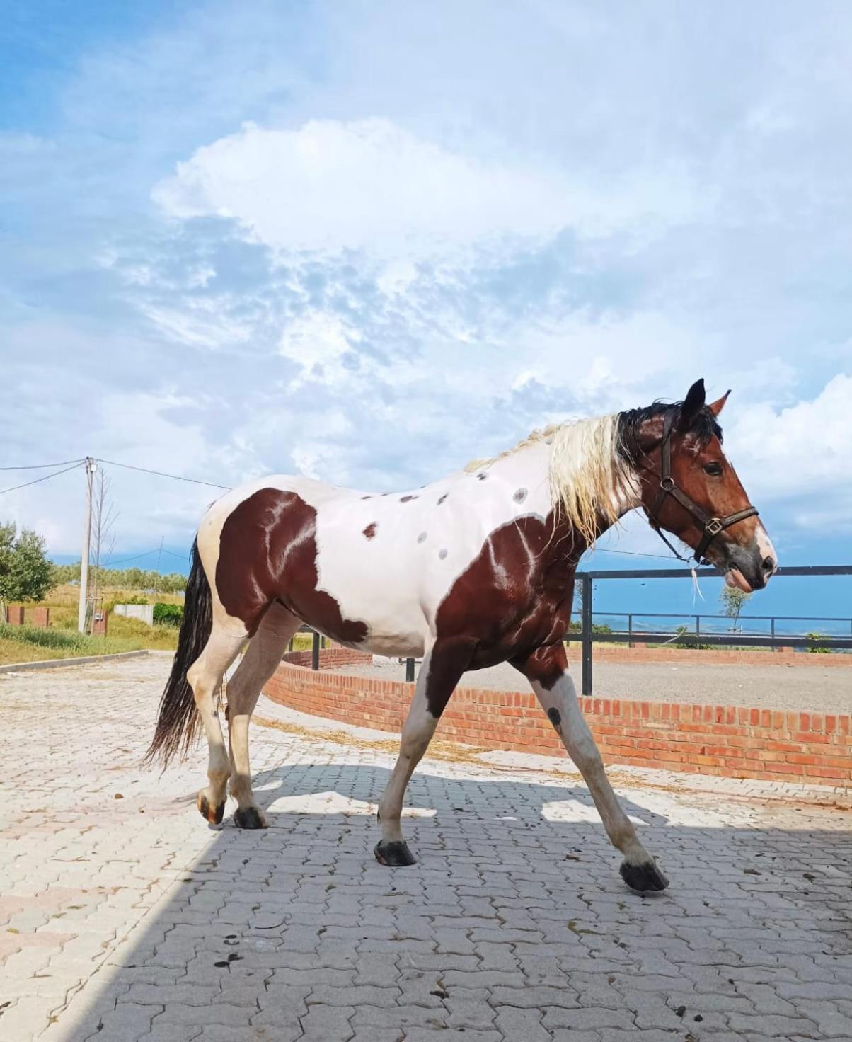 Kodra E Godenve Vile-Ballaj Exterior foto